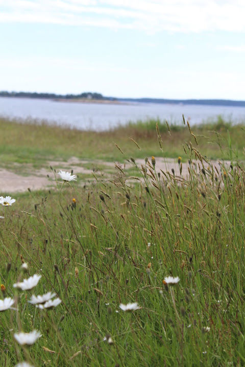 Atlantic Coast Of Maine Daisy Wildflower Atlantic Coast Maine Summertime Water Rural Scene Sky Grass Landscape Close-up Grass Area Tall Grass Blooming