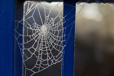 Close-up of spider on web
