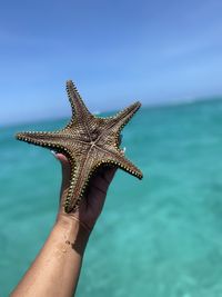Sea star - étoile de mer -zanzibar - paradise