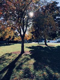 Trees on landscape during autumn