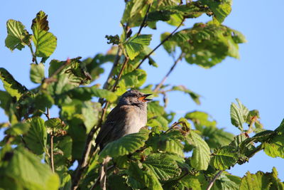 Low angle view of bird perching on tree