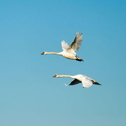 Swans flying flight 