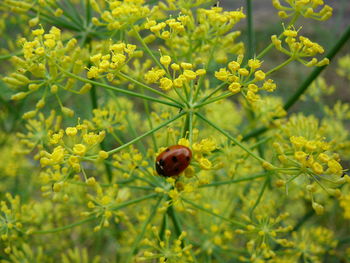 Close-up of insect on yellow flower