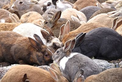 Full frame shots of rabbits on field