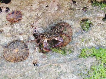 Close-up of snake on rock