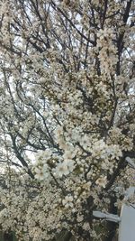 Low angle view of cherry blossom tree