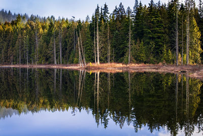 Beautiful reflection on lake on a winters morning