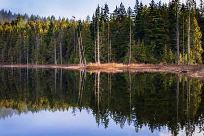Reflection of trees in lake