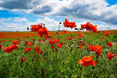 Close-up of red poppies on field against sky