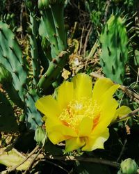 Close-up of yellow flower blooming outdoors