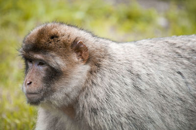 Close-up of lion