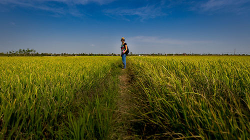 Full length of woman standing amidst crops growing on field