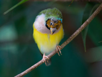 Close-up of gouldian finch perching on branch