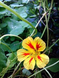 Close-up of yellow flower