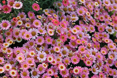 Close-up of flowers blooming outdoors