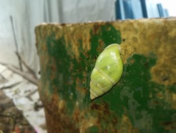 Close-up of green leaf on table