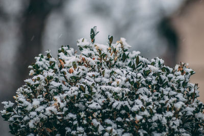 Close-up of snow covered plant