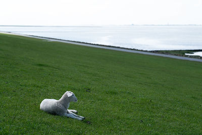 View of a sheep on field by sea