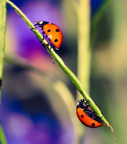 Close-up of ladybug on leaf