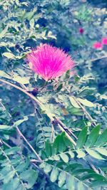 Close-up of pink flowering plant