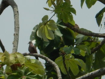 Low angle view of bird perching on tree against sky