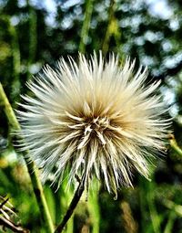 Close-up of dandelion