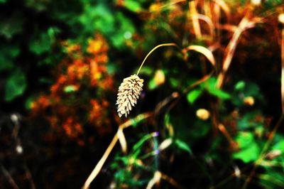 Close-up of flower against blurred background