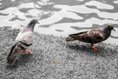 View of birds on the land