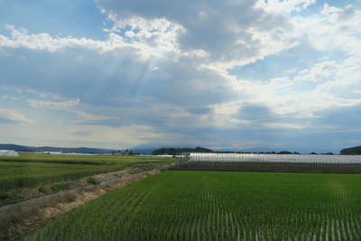 Scenic view of agricultural field against sky