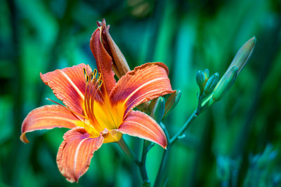 Close-up of orange day lily