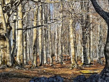 Bare trees in forest