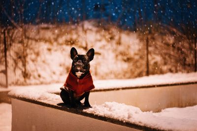 Small french bulldog dog on snow during winter