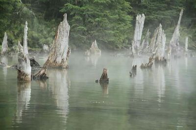 Reflection of trees in water