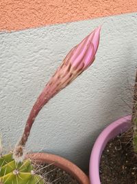 Close-up of pink flower against wall