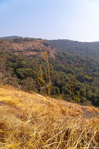 Scenic view of landscape against clear sky