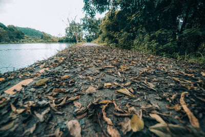 Surface level of leaves by river in forest against sky