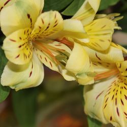 Close-up of yellow day lily blooming outdoors