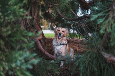 Portrait of dog by tree in forest