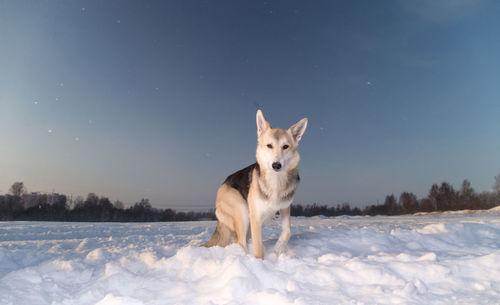 View of dog on snow covered land