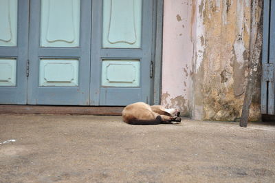 Cat lying on closed door