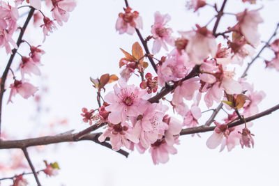 Low angle view of cherry blossoms against sky