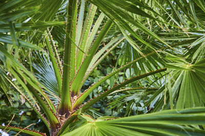 Close-up of palm tree