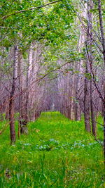 Trees in forest