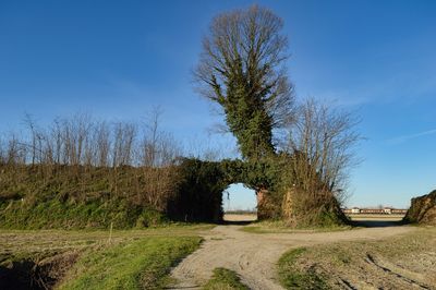 Trees on field against clear blue sky