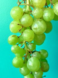 Close-up of fruits hanging on tree