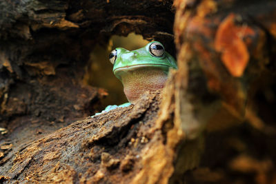 Close-up of frog on tree trunk