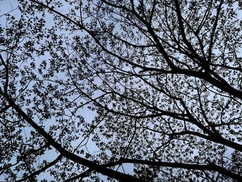 Low angle view of tree against clear sky