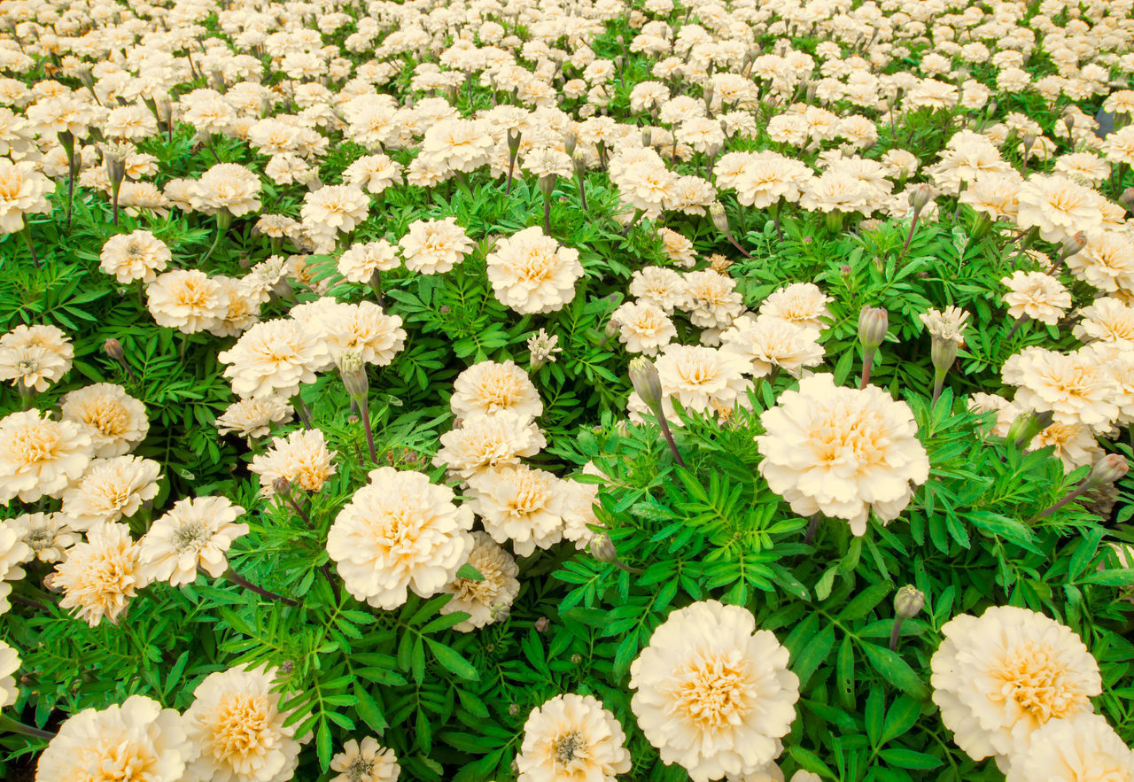 FULL FRAME SHOT OF WHITE FLOWERING PLANT