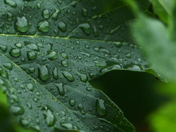 Close-up of raindrops on leaves