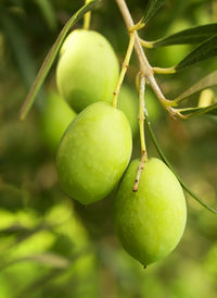 Close-up of olives hanging on tree